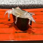 末廣鮨 - 旬の白魚