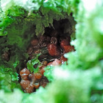 三日月氷菓店 - 宇治金時