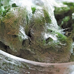 三日月氷菓店 - 宇治金時