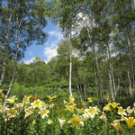 そば処 花鳥野 - スキー場内の☆ゆりの花☆