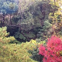 中国料理 四川 - 庭園