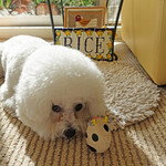 ヴァカンツァ - レモン！！