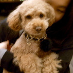 自由が丘ダイニング GARDEN - 看板犬のMONICAちゃん。とてもひとなつっこいです。