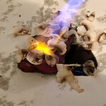 カーサ カルマ - 