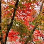 ぎをん 藤 - ☆清水寺では12月に入ってもまだ色づく紅葉が残っていた。
