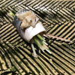 カモシヤ クスモト - 