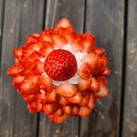 Mochikaeri Parfait Berry