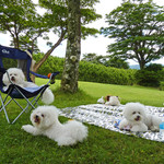 村上 吉浜店 - 遊び疲れた３匹