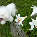 村上 吉浜店 - 箱根ユリ園