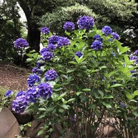 厳選洋食さくらい - 