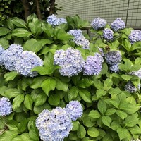 厳選洋食さくらい - 