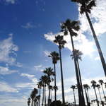 ゆうき食堂 - （おまけ）小坪漁港の傍らには、逗子マリーナ（リビエラリゾート）。1971年着工という古株のリゾートだ