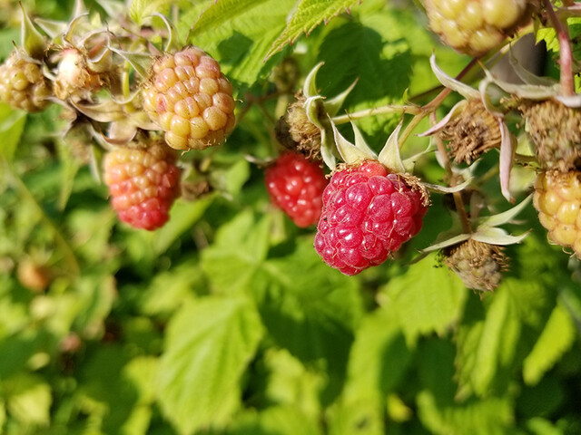 野菜が飲めるカフェ KOTTE（【旧店名】松本堂 MATSU CAFE） - 柏林台（カフェ）の写真