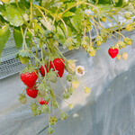 姫路ハートフル観光農園 - 