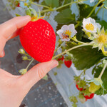 姫路ハートフル観光農園 - 