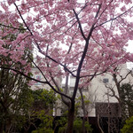 Ichikawa Oidon - 庭園の河津桜