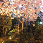 Ichikawa Oidon - 庭園の河津桜　ライトアップ