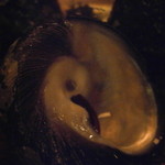 産直屋 たか - 伊豆下田　しったか貝　アップ