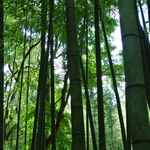 とらや工房 - 竹林