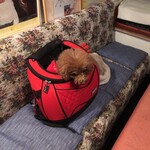 ＭＯＭＩＮＯＫＩ ＨＯＵＳＥ - リュックで大人しくしてます。