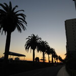 大淀河畔 みやちく - 夕暮れのフェニックス並木