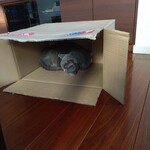 パン・デ・フィロゾフ - 寒い朝なので睡眠中の伝次郎