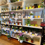 カラミンサ - 店内の観葉植物と鉢花