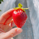 姫路ハートフル観光農園 - 