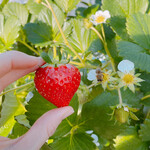 姫路ハートフル観光農園 - 