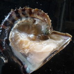 遊海 - 真珠が出てきました