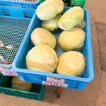 八紘学園 農産物直売所 - 　【2020年12月】冬期の売場：江別産キャベツ。