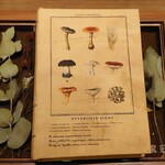 ラチュレ - 茸図鑑？？