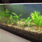 レスト - 涼しげな水槽