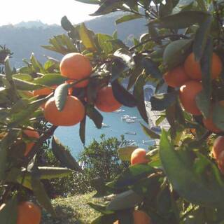 ``Big brother's specialty tangerine juice!'' from Uwajima, Ehime Prefecture! ”