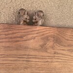 むさしの森珈琲 - 