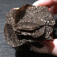 スガラボヴィー - 