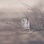 ヴィラ・アフガン - 八ヶ岳のフクロウ