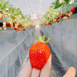 姫路ハートフル観光農園 - 