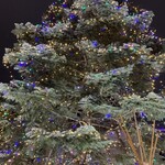 きのとや - 【2020年12月】店舗横の飾りつけ。