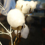 セララバアド - 樹氷　コットン