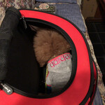 ＭＯＭＩＮＯＫＩ ＨＯＵＳＥ - リュックの中でおやつに夢中