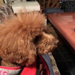 ＭＯＭＩＮＯＫＩ ＨＯＵＳＥ - この日のシェリ