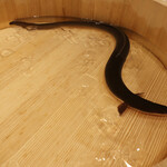 三宅輝 - 三河産活け鰻