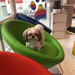 短時間はいいかも By ゆはも 犬カフェ Rio 原宿竹下通り店 リオ 原宿 その他 食べログ