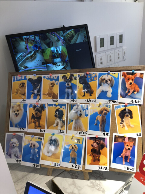 短時間はいいかも By ゆはも 犬カフェ Rio 原宿竹下通り店 リオ 原宿 その他 食べログ 短時間はいいかも By ゆはも 犬カフェ Rio 原宿竹下通り店 リオ 原宿 その他 食べログ
