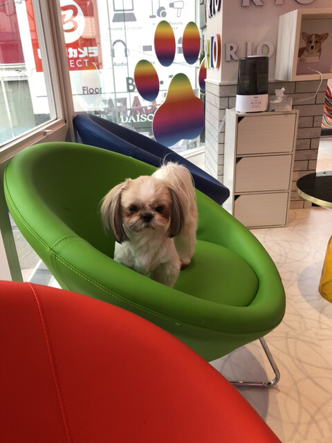 短時間はいいかも By ゆはも 犬カフェ Rio 原宿竹下通り店 リオ 原宿 その他 食べログ 短時間はいいかも By ゆはも 犬カフェ Rio 原宿竹下通り店 リオ 原宿 その他 食べログ
