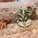 図書喫茶 カンタカ - 