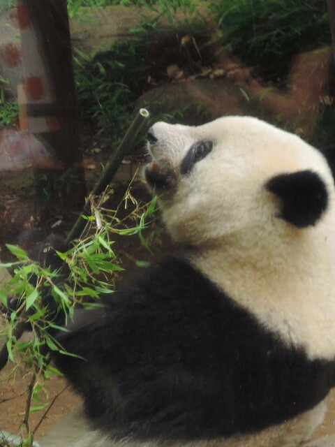 19年6月 お母さんからひとり立ちしたシャンシャンに会いに上野動物園に By つぬっこ 上野グリーンサロン 上野 定食 食堂 食べログ