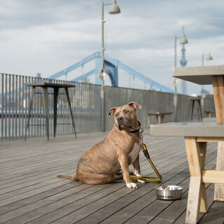 You can spend time with your dog on the banks of the Sumida River.