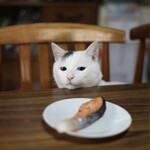 Tsukemen Ichirin - おまけ　た、食べたい、、、綾瀬はるかに似た猫。